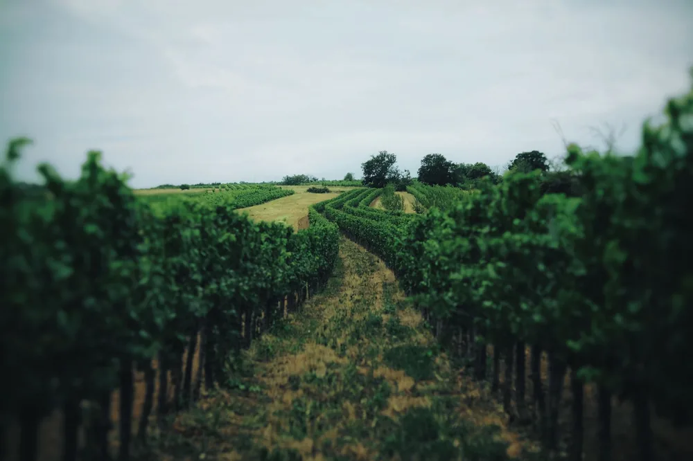 Vineyard scene showcasing lush green grapevines stretching into the distance under a cloudy sky
