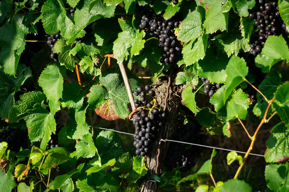 Vineyard scene showcasing ripe grapes among lush green leaves ready for harvest
