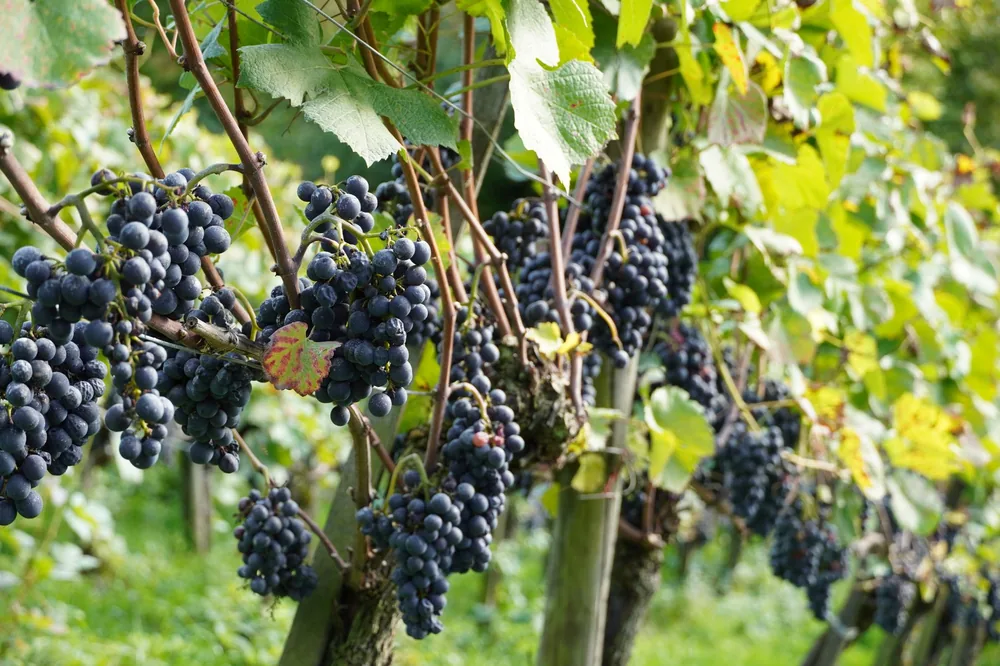 Vineyard scene with clusters of ripe red grapes hanging amidst green leaves