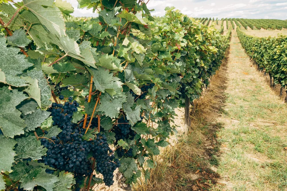 Vineyard scene with green leaves and ripe grapes under a clear sky, perfect for wine production