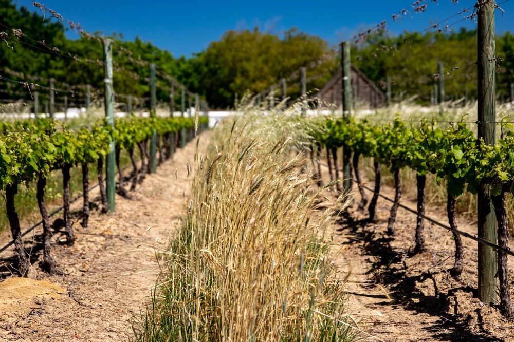 Vineyard scene with lush green grapevines and blue summer sky. Perfect for nature and agriculture themes