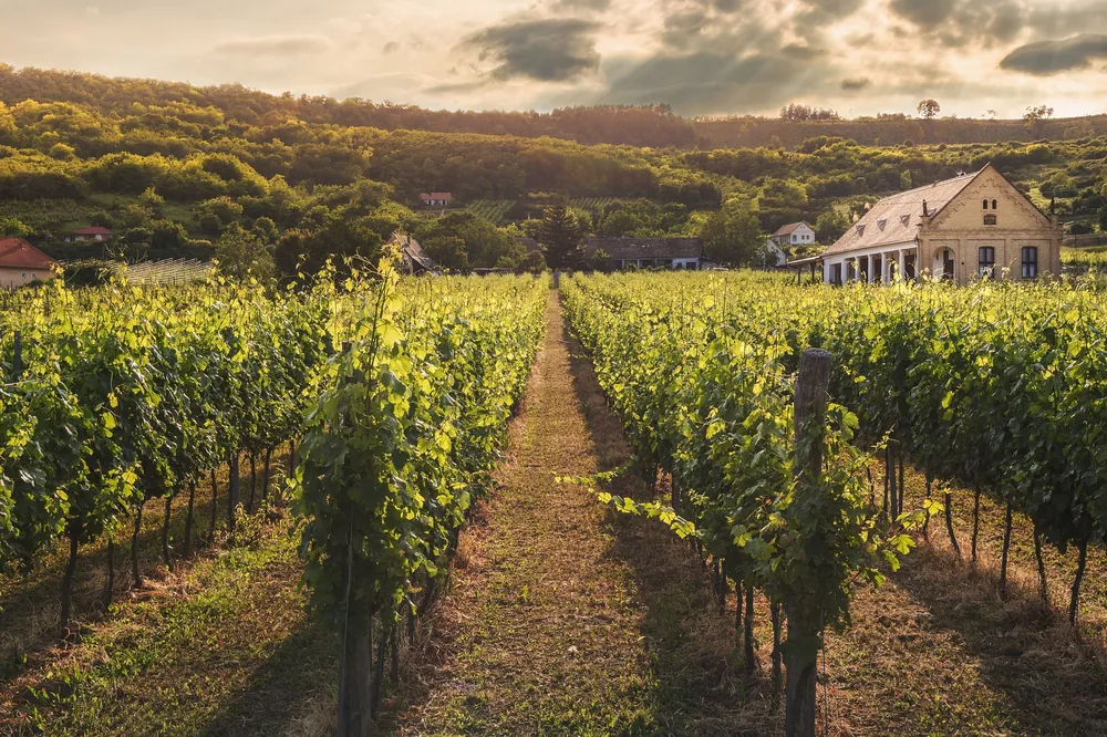 Vineyard scene with verdant rows under a dramatic sunset sky