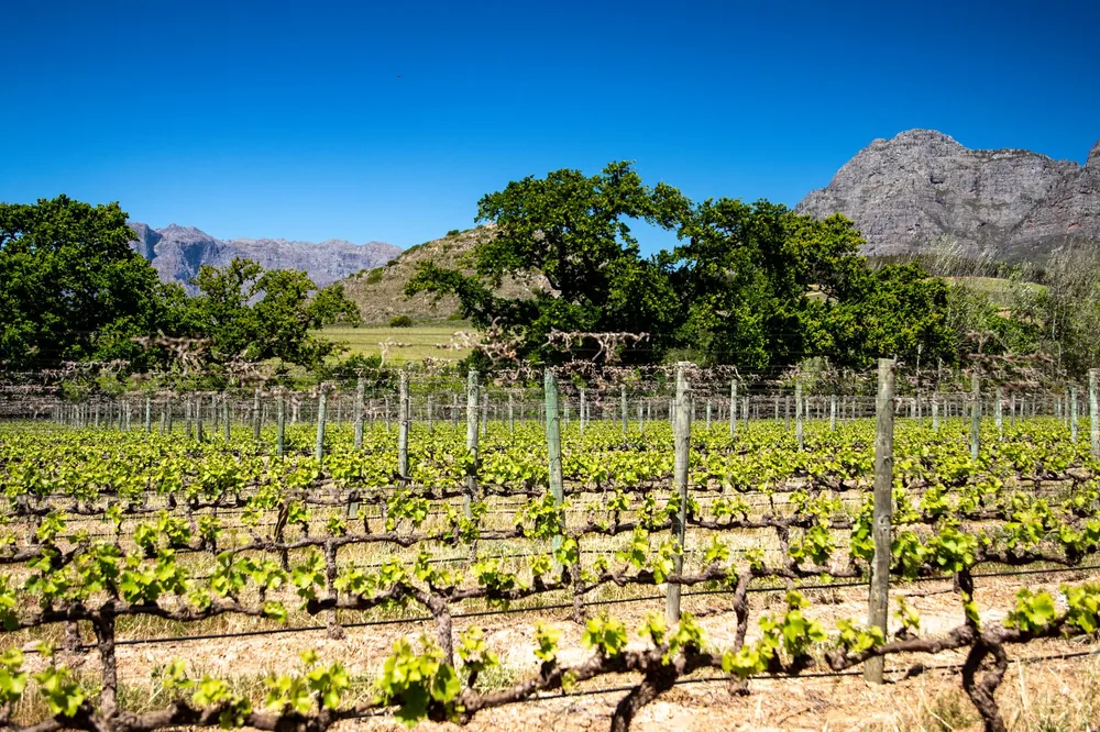 Vineyard stretches out with mountains in the background under a clear blue sky