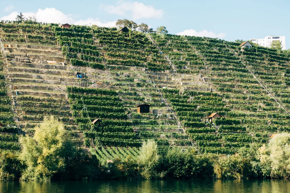 Vineyard terraces on a sunlit hillside, offering a serene summer view