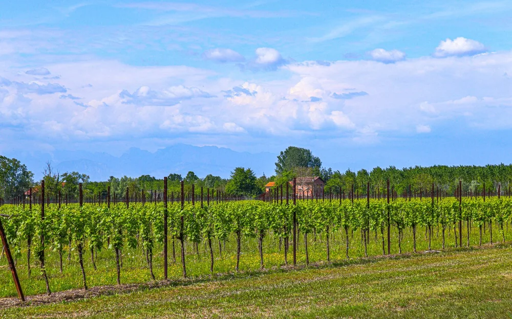Vineyard under a clear blue sky with lush greenery and distant trees