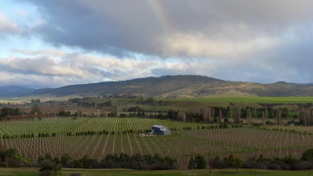 Vineyard under a dramatic sky with rolling hills in the background, captured during the day