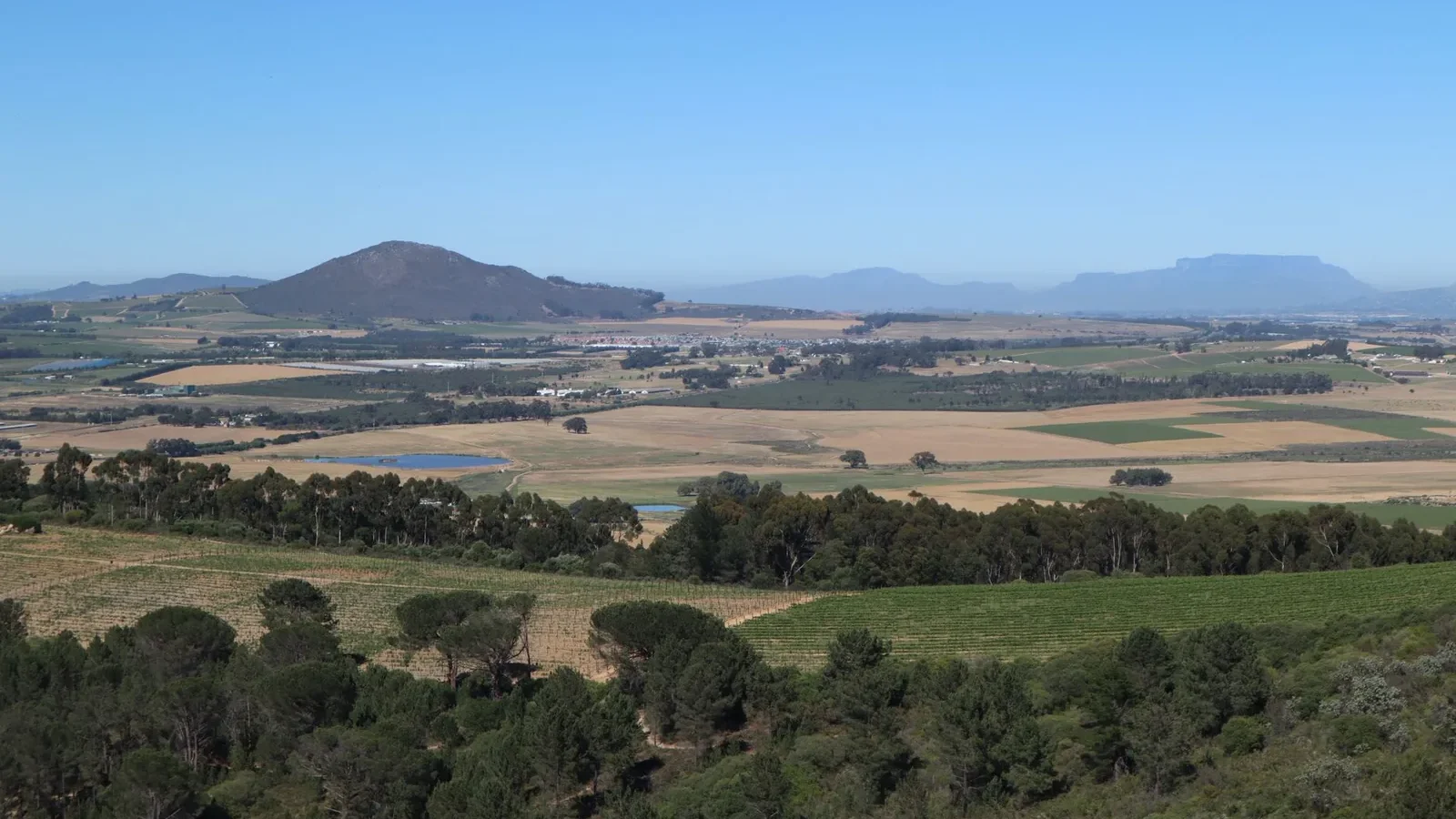 Vineyard view featuring lush fields and distant mountains under a clear blue sky