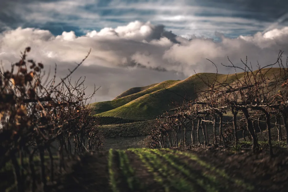Vineyard view with lush green hills and cloudy skies, showcasing nature's beauty