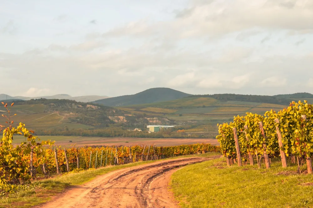 Vineyard with a winding dirt road and rolling hills under a clear sky