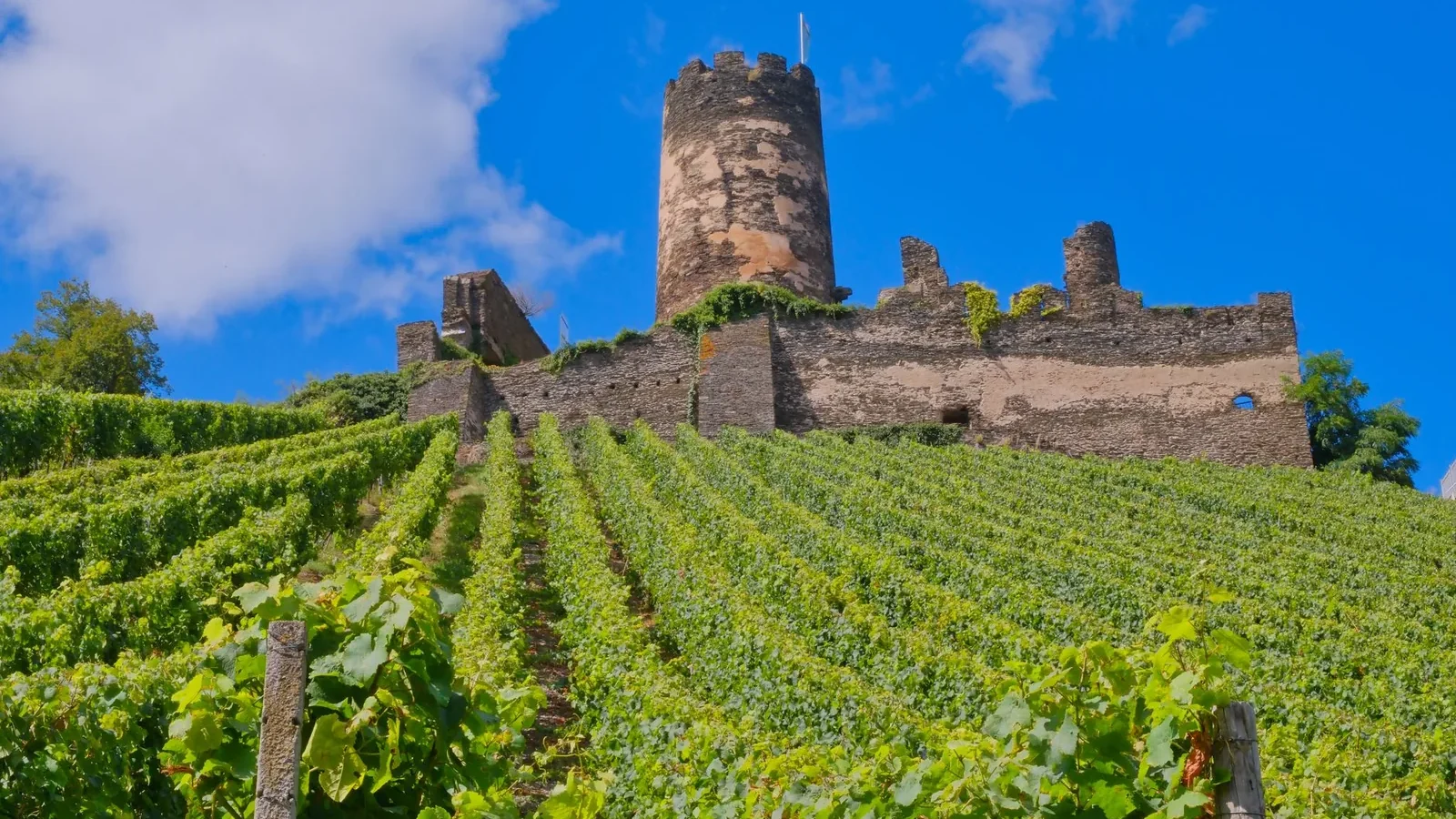 Vineyard with an ancient castle under a clear blue sky, capturing rural beauty
