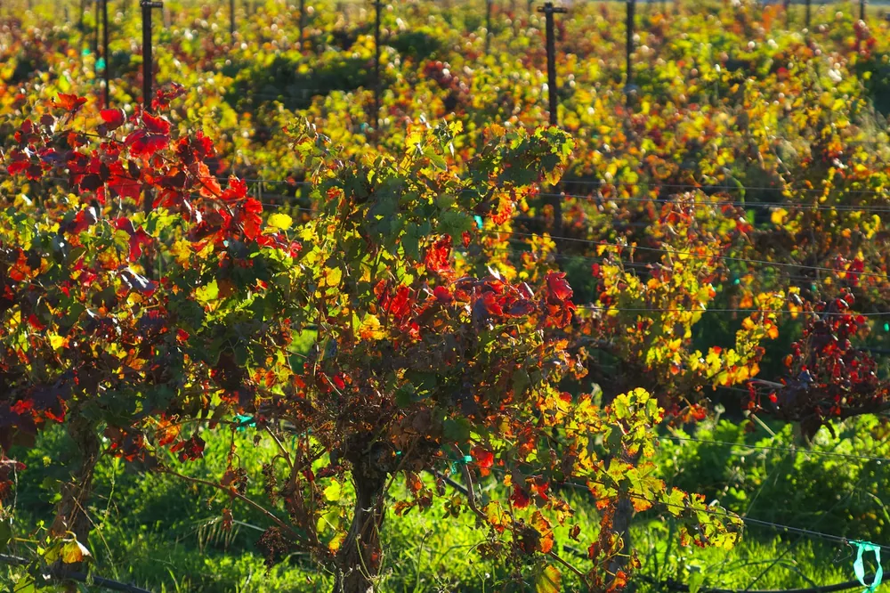 Vineyard with autumn colored leaves