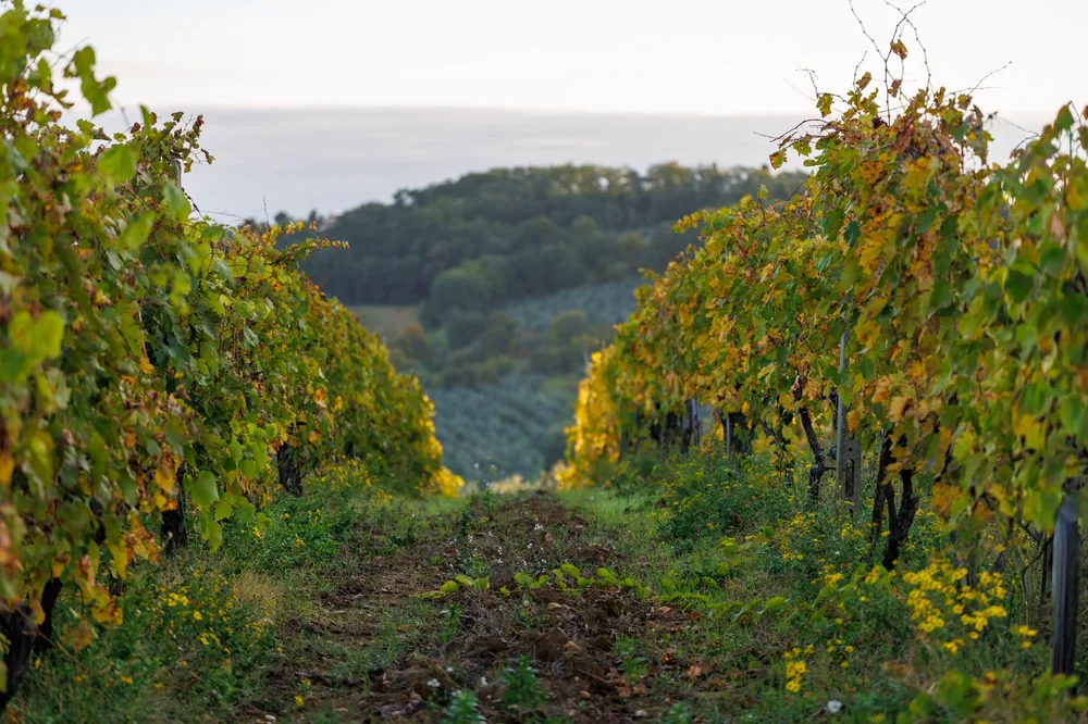 Vineyard with autumn leaves under a soft sunset light, perfect for nature photography