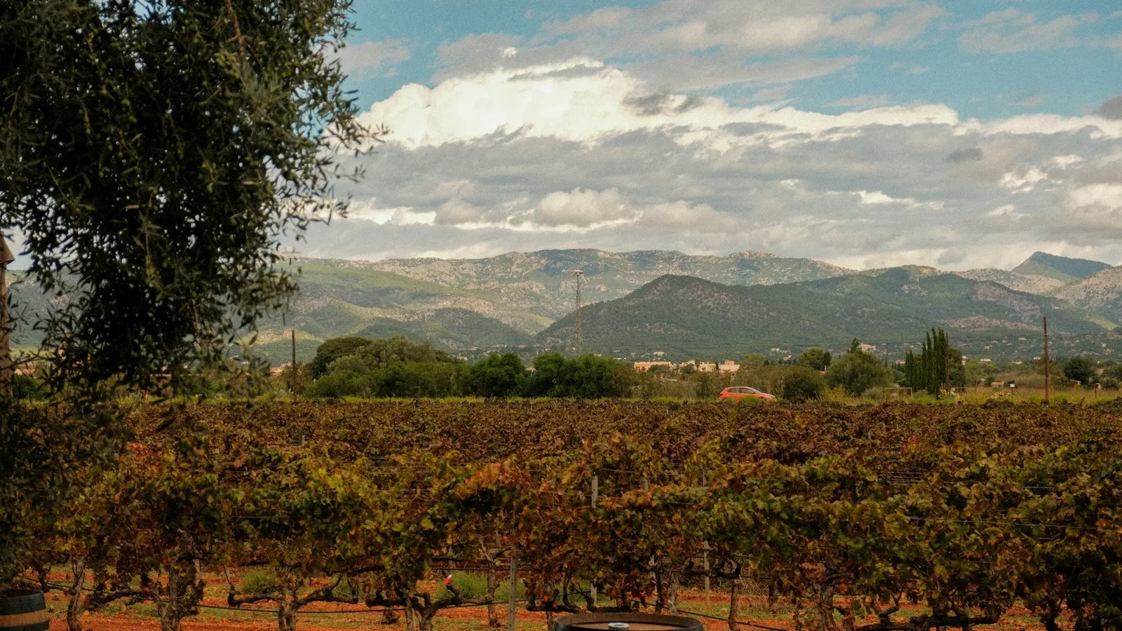 Vineyard with distant mountains under cloudy sky