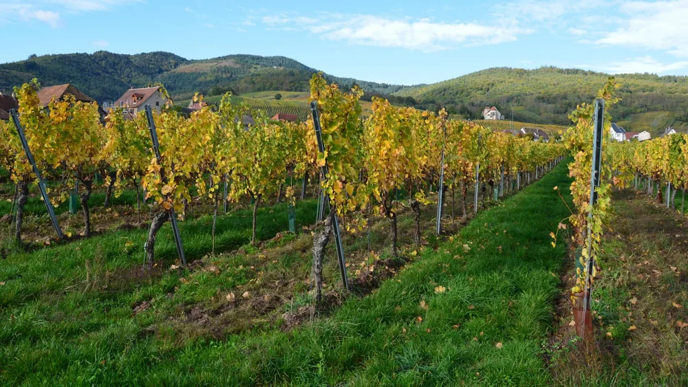 Vineyard with fall foliage set against rolling hills and a clear sky