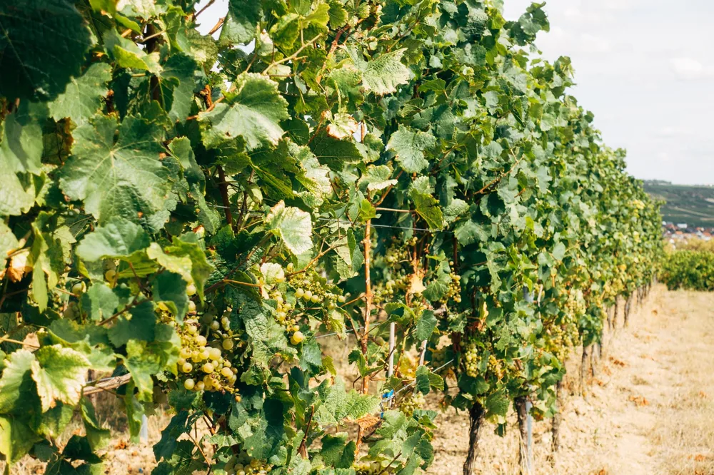 Vineyard with green grapes thriving under the summer sun, highlighting nature's beauty