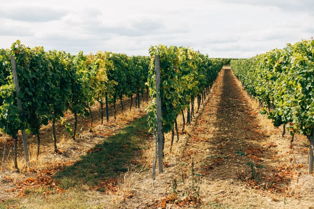 Vineyard with green grapevines under a cloudy sky in summer countryside