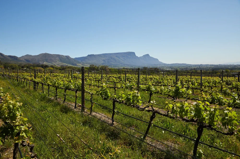 Vineyard with green plants set against mountains under a clear blue sky