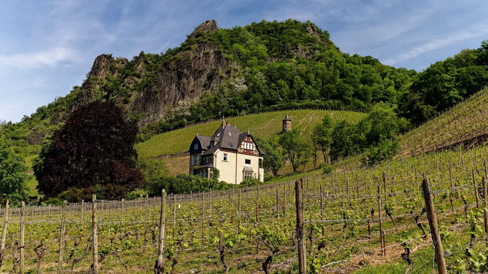 Vineyard with historic building set against lush, mountainous backdrop