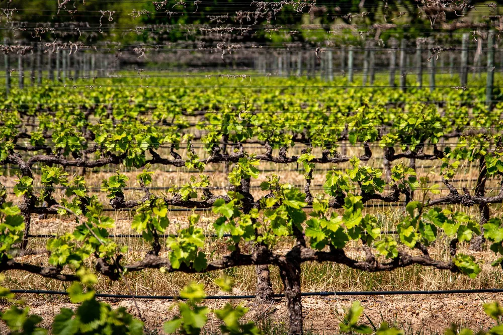 Vineyard with lush grapevines in neat rows under a clear blue sky, perfect for agriculture themes