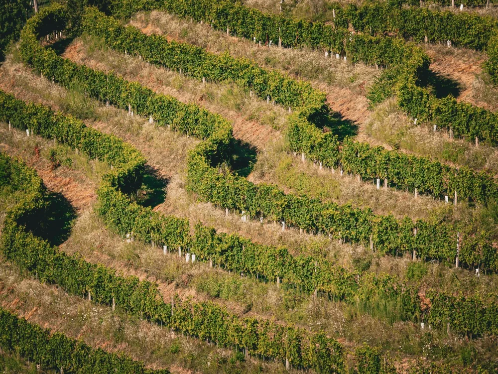 Vineyard with lush green vines and curving rows basking in summer sun
