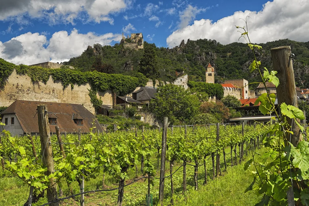 Vineyard with medieval castle and village backdrop under a bright sky