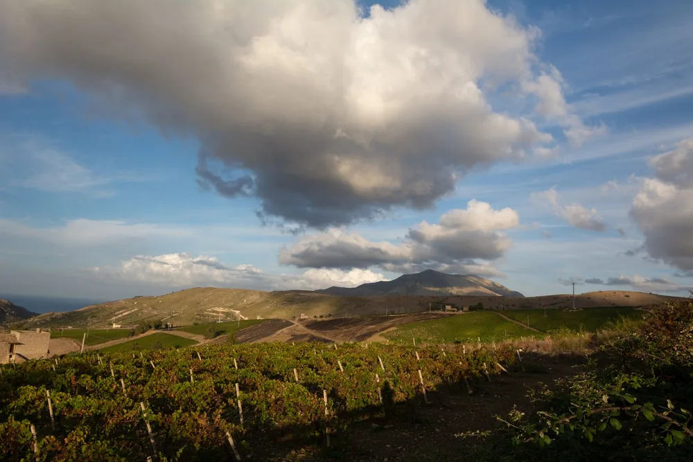 Vineyard with mountains and dramatic clouds under a clear sky
