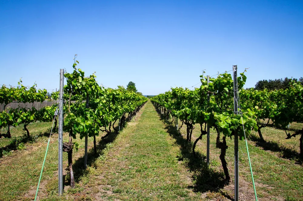 Vineyard with neatly aligned grapevines under a bright blue sky in summer