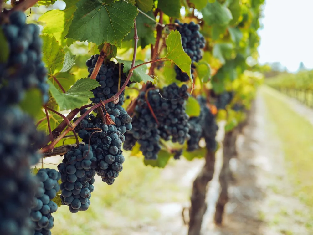 Vineyard with ripe blue grapes hanging from vines, perfect for wine production