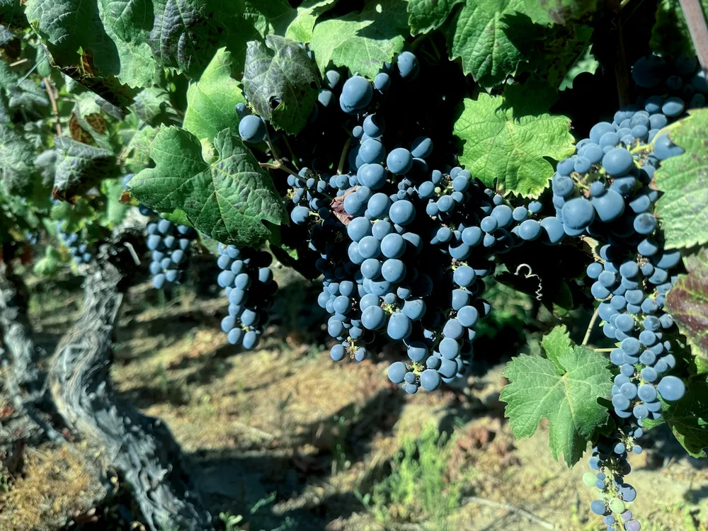 Vineyard with ripe, blue grapes
