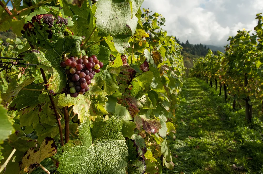 Vineyard with ripening grapes and lush foliage under bright daylight