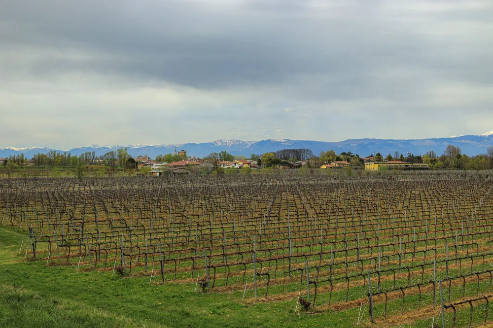 Vineyard with rows of grapevines and distant mountains under a cloudy sky