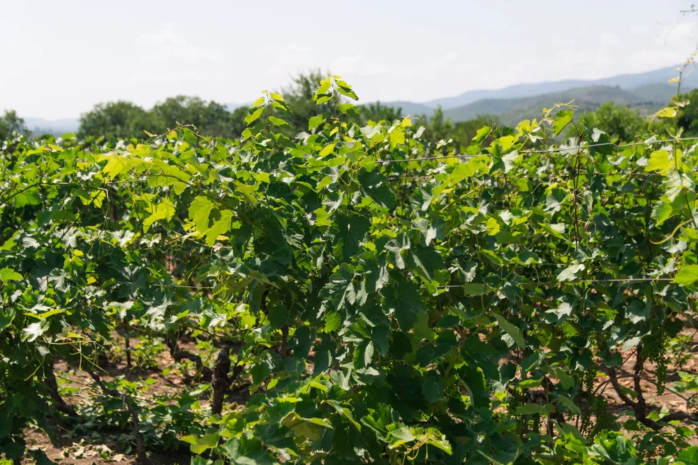 Vineyard with rows of grapevines under a clear sky, perfect for winemaking concepts