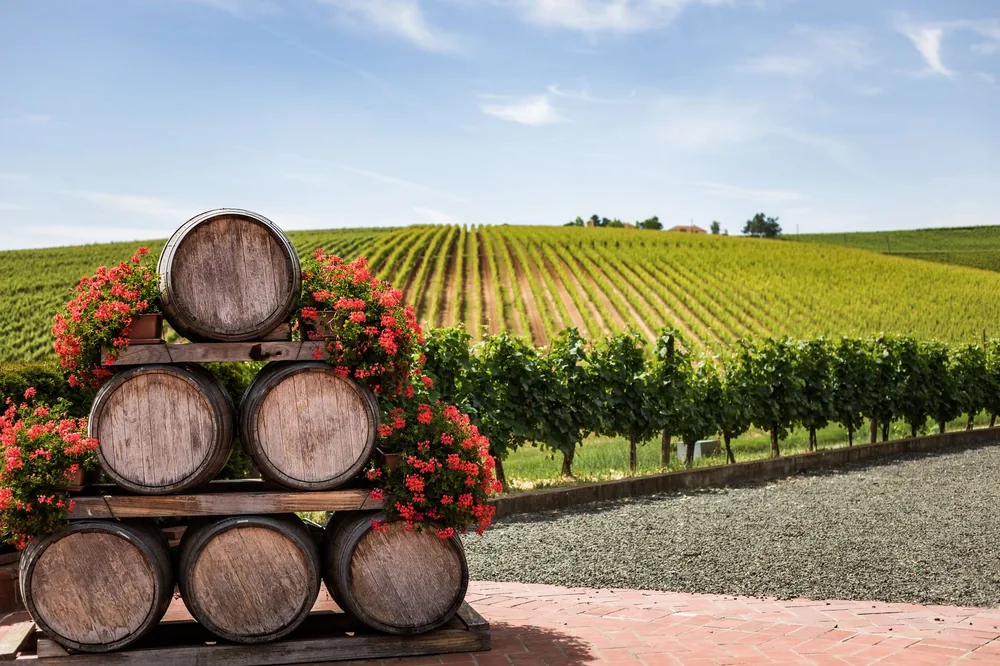 Vineyard with stacked wine barrels adorned with flowers under a blue sky
