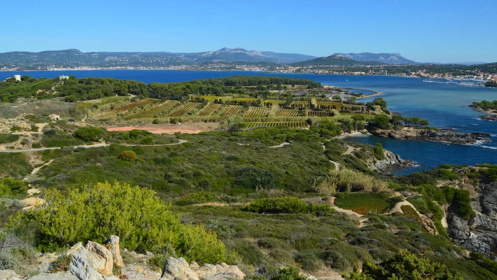 Vineyards, coast, and mountains under a clear blue sky