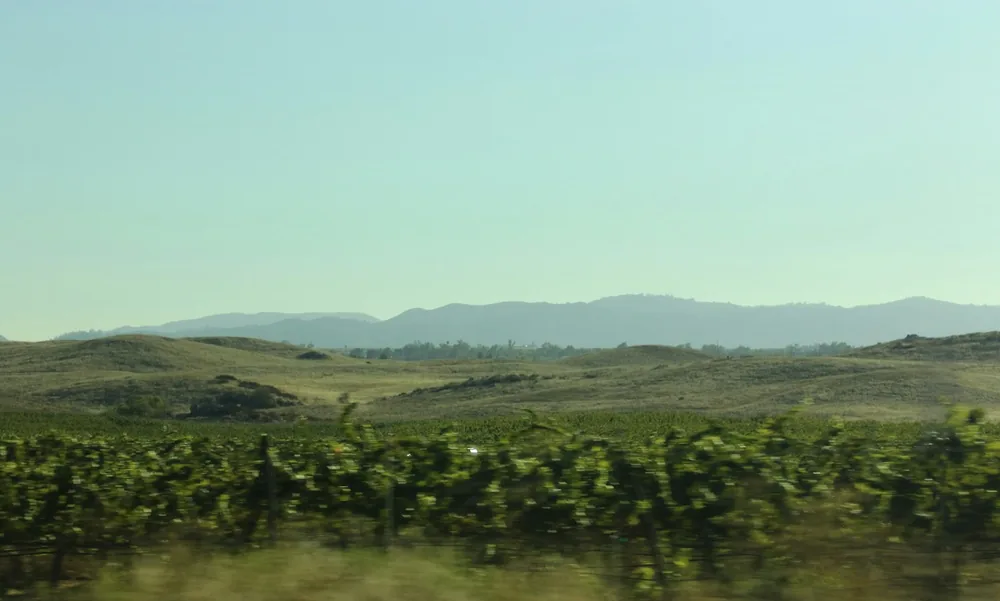 Vineyards on rolling hills with distant mountains under a clear sky