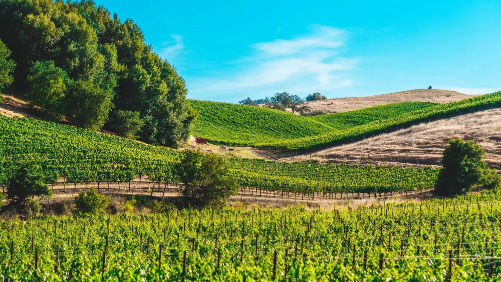 Vineyards stretch across rolling hills under a clear blue sky, embodying rural tranquility