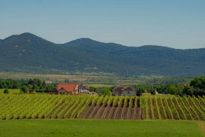 Vineyards stretching under blue skies with mountains in the background, capturing rural serenity