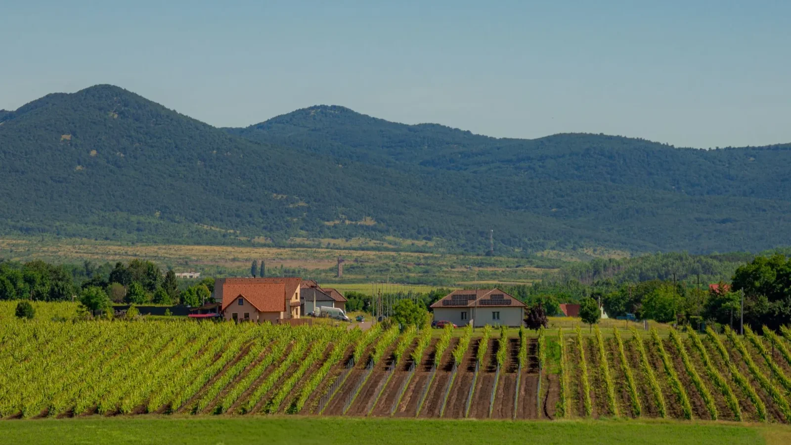 Vineyards stretching under blue skies with mountains in the background, capturing rural serenity