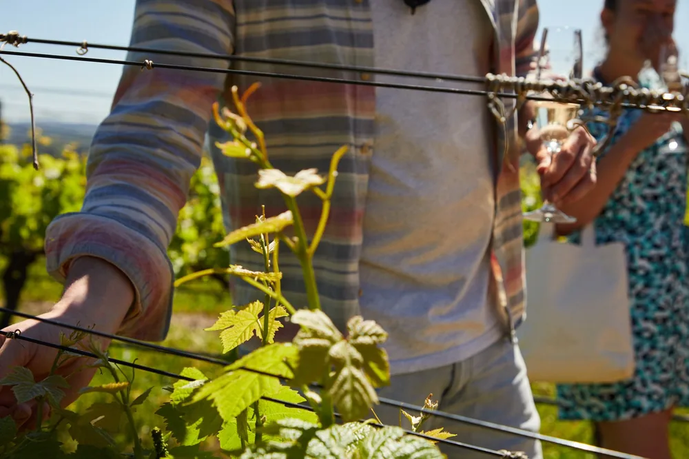 Visitors explore a vineyard, touching grapevines and enjoying wine under the sun