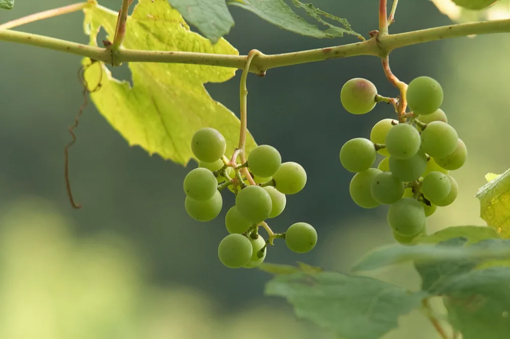 Vivid image of green grapes hanging on the vine with leaves, captured outdoors in summer