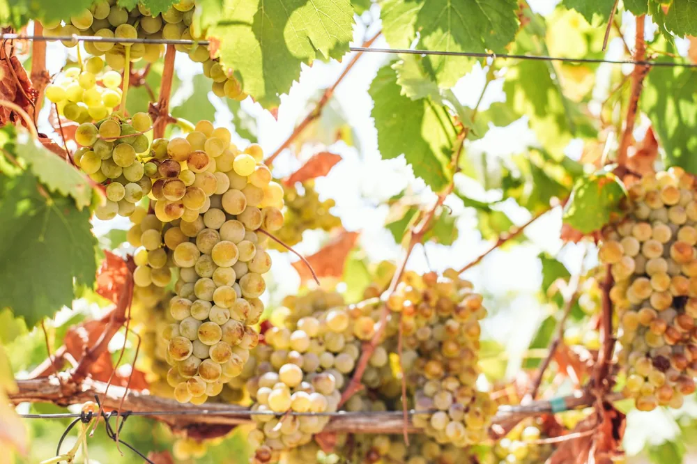 White grapes hanging on a vine, summer time