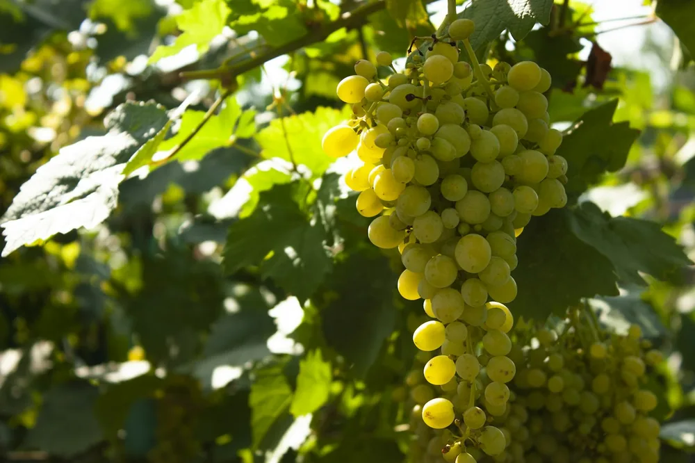 White grapes in the sunny garden