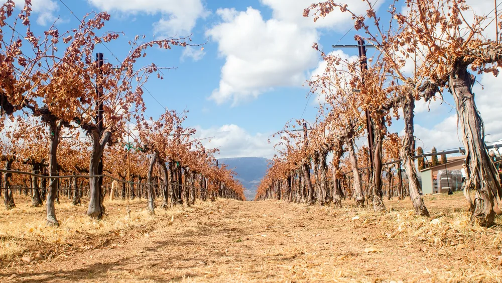 Wide-angle view of a vineyard with dry grapevines under a blue sky during autumn