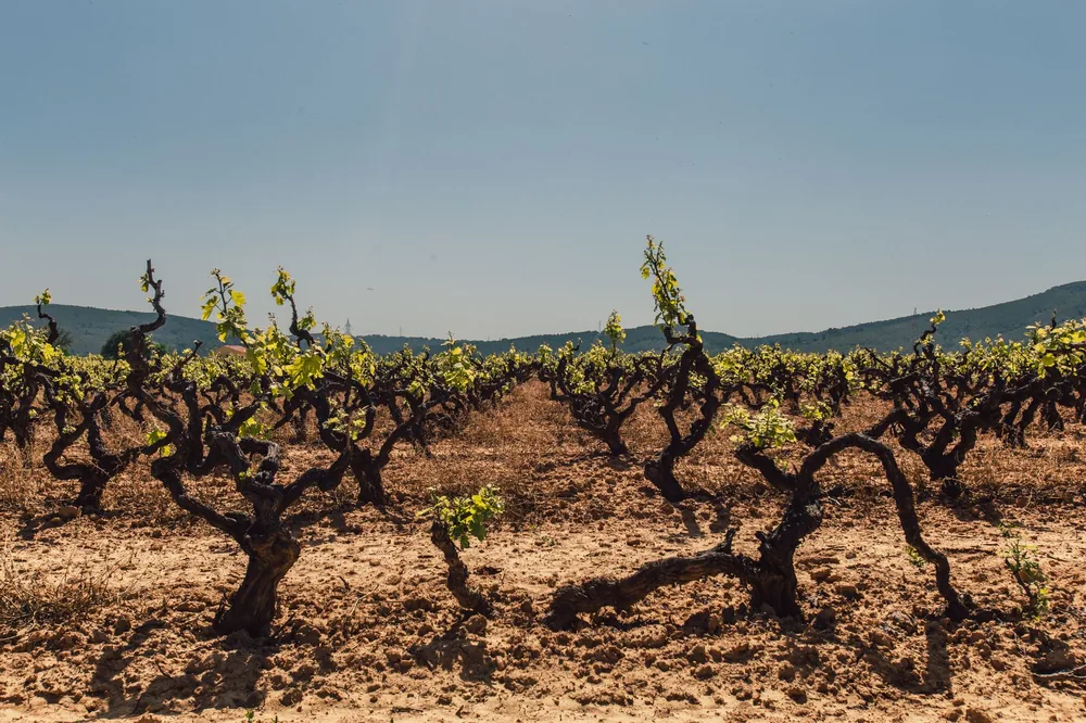 Wide shot of a vineyard with young grapevines under a clear blue sky, evoking tranquility