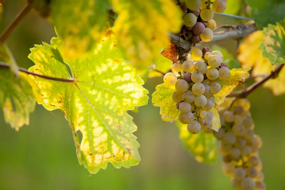 "Wine is earth's answer to the sun." - Margaret Fuller