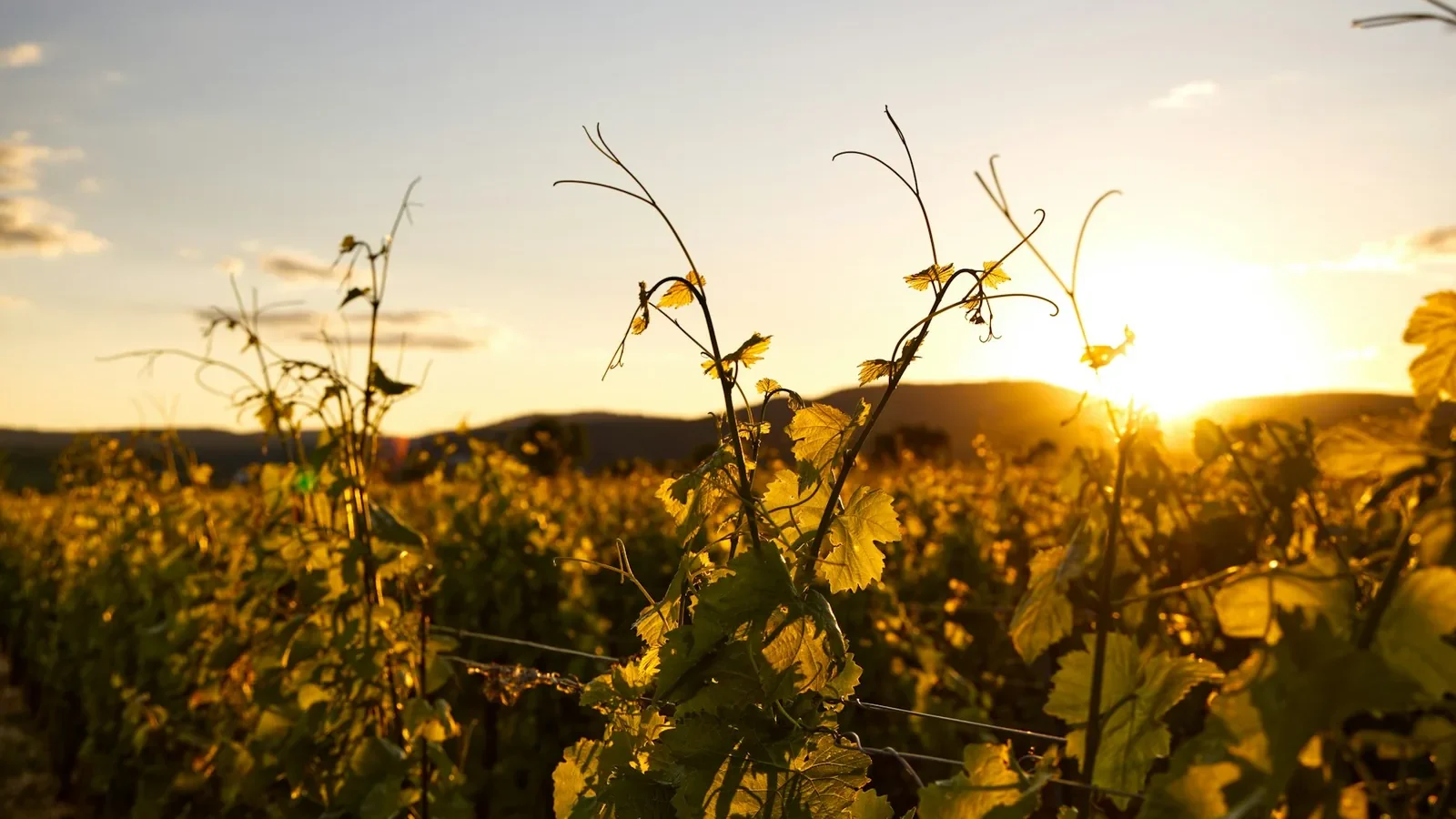 Wineyards in the sunset, golden hour