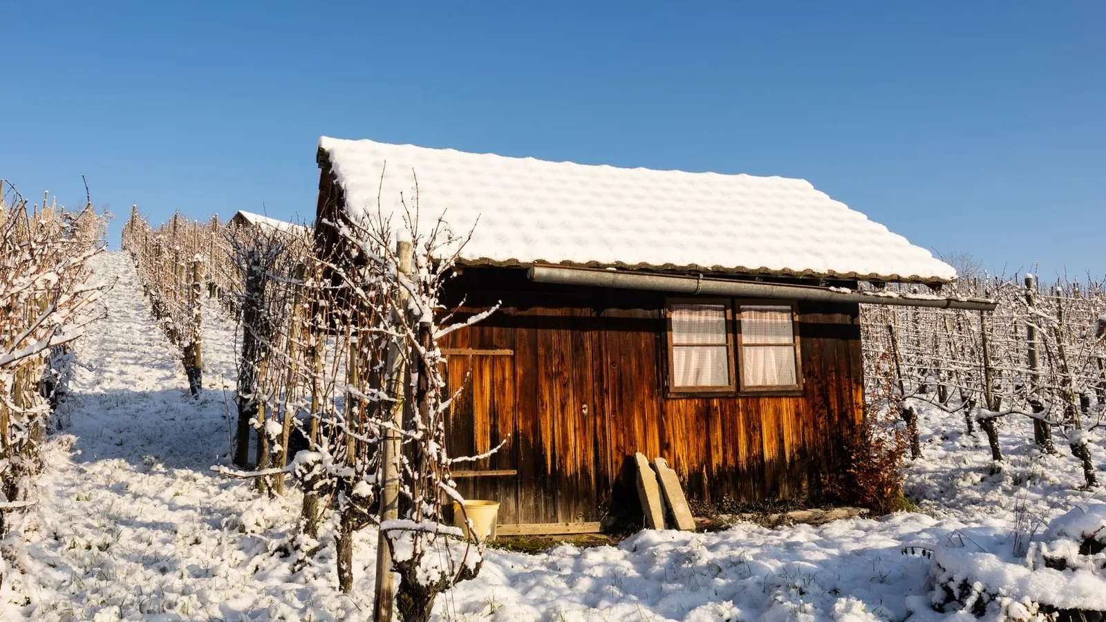 Winter scene of a snow-covered farmhouse in Hüntwangen, Zürich, surrounded by vineyards