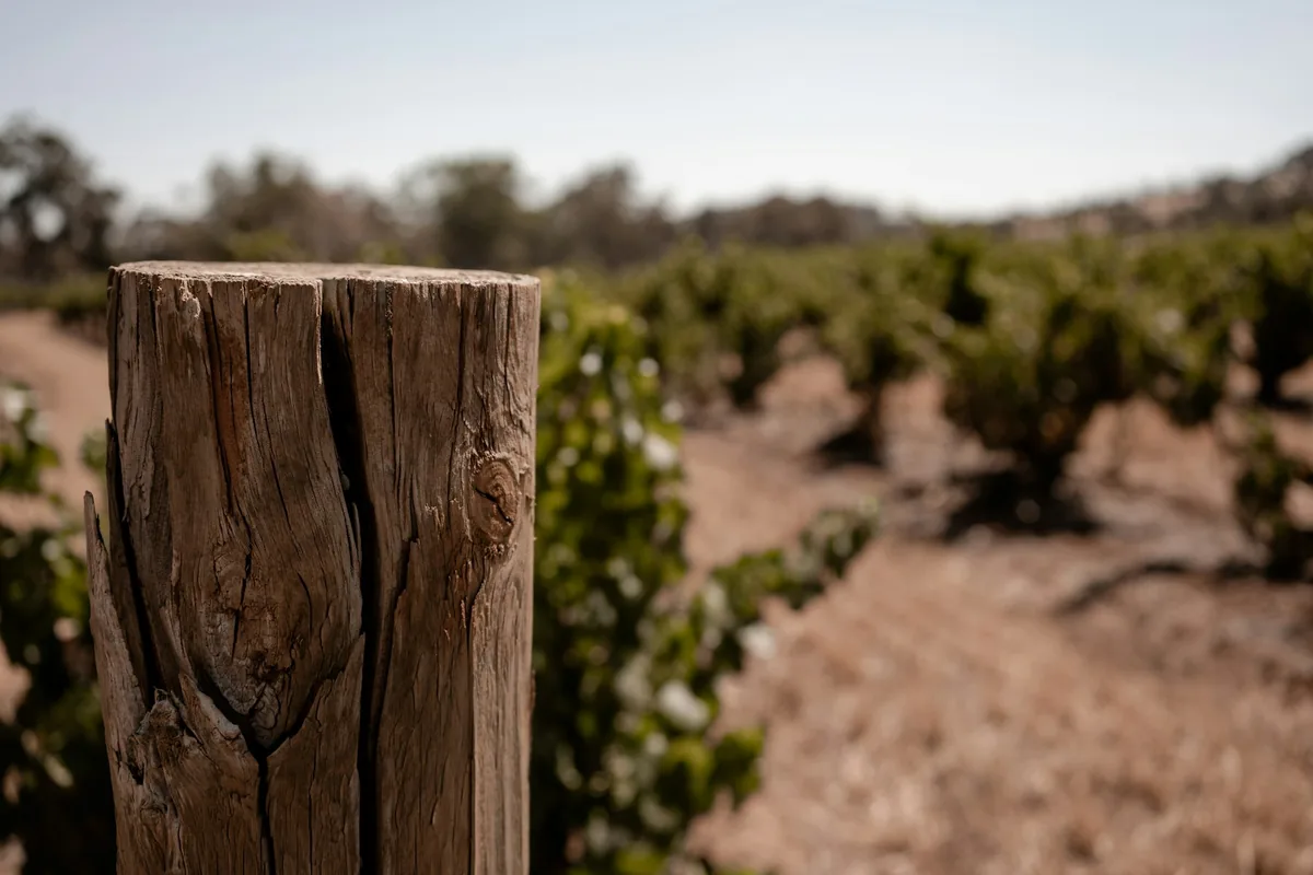 Wooden post on a vineyard