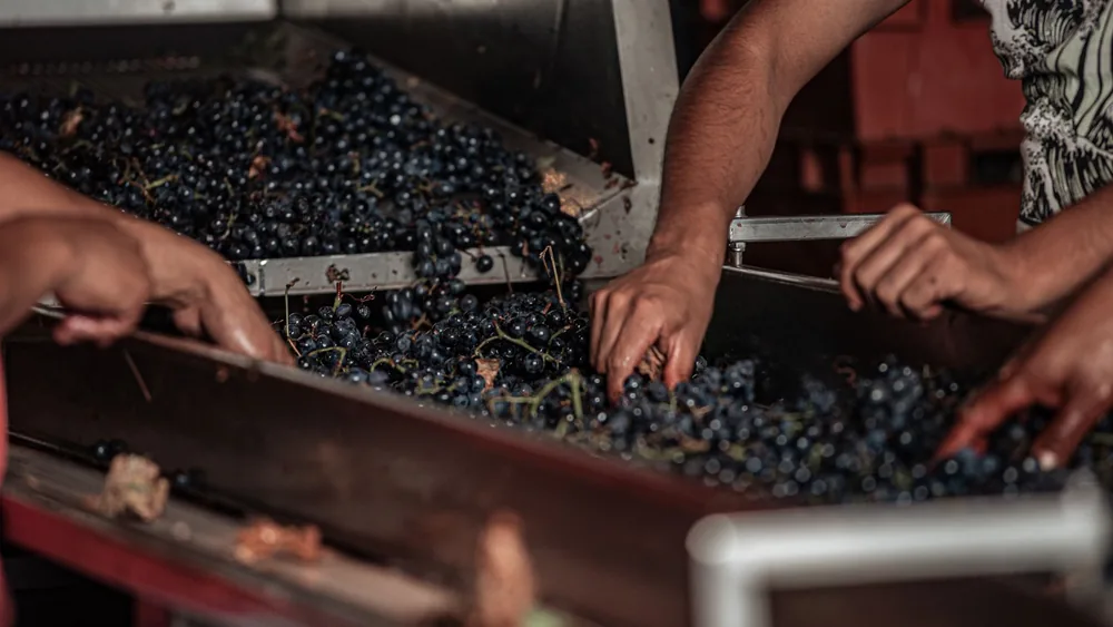 Workers hand-picking grapes in a vineyard for wine production