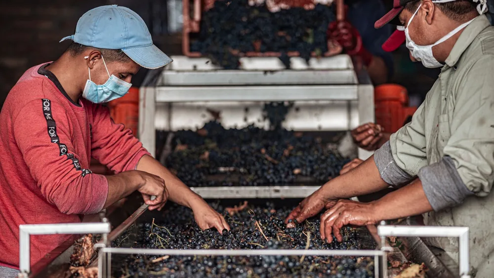 Workers sorting freshly harvested grapes on a conveyor belt at a winery, focusing on quality control
